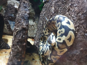 Königpython Bild 1