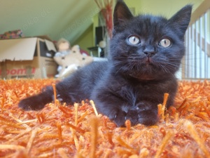 Britisch Kurzhaar Kitten  Bild 3