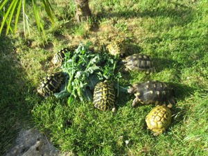 Griechische Landschildkröten zu verkaufen