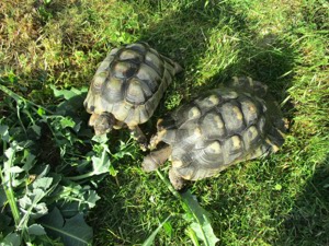 Junge  Landschildkröten zu verkaufen Bild 4
