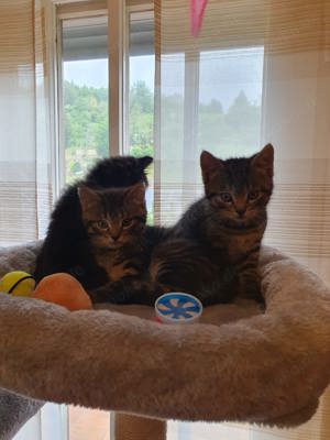 Drei süße Kitten zum Verkauf Bild 3