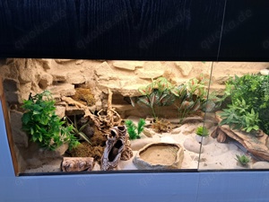 Terrarium mit Schlange und kompletter Technin