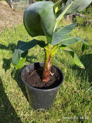 Bananenstaude zu verkaufen