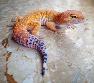 Tangerine Leopardgecko (Blood pur)aus 2023