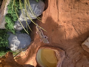 Leopardgeckos weiblich 2 Stück  Bild 1