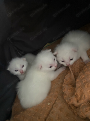 weiße katzen kitten Bild 1
