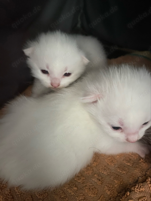 weiße katzen kitten Bild 2