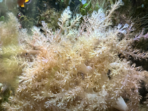 Korallen. Keniabäumchen