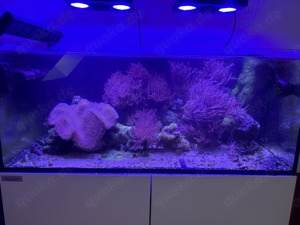 Meerwasser Aquarium ca. 342L