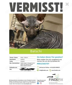 Sphynx katze vermisst