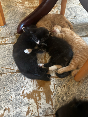 Katzenbabys suchen ein neues zuhause Bild 10