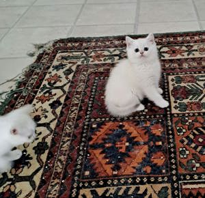 BKH Kitten Reinrassig Weiß Abholbereit  Bild 1