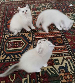 BKH Kitten Reinrassig Weiß Abholbereit  Bild 3