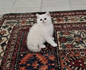 BKH Kitten Reinrassig Weiß Abholbereit  Bild 4