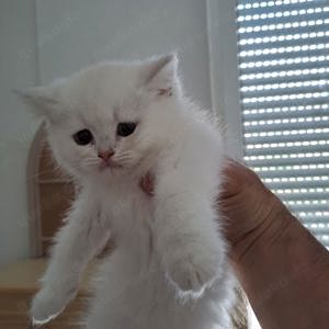 BKH Kitten Reinrassig Weiß Abholbereit  Bild 2
