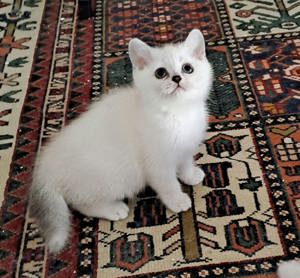 BKH Kitten Reinrassig Weiß Abholbereit  Bild 6