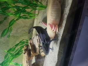 Axolotl  Bild 1