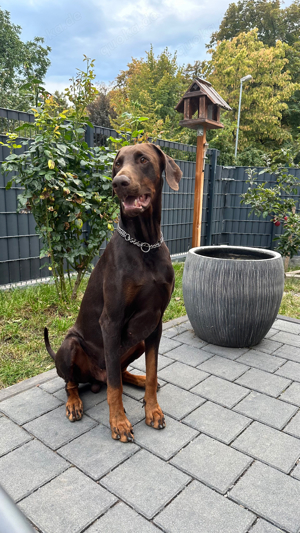 Dobermann Deckrude 