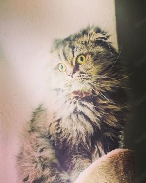 British Longhair Deckkater Bild 1