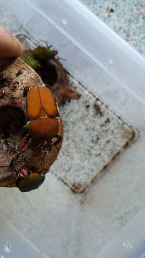 Käfer Larven Compsocephalus dohertyi Bild 3