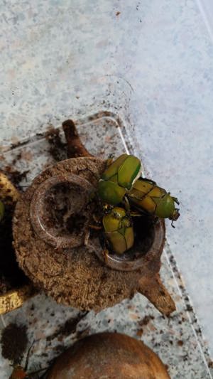 Käfer Larven Compsocephalus dohertyi Bild 2