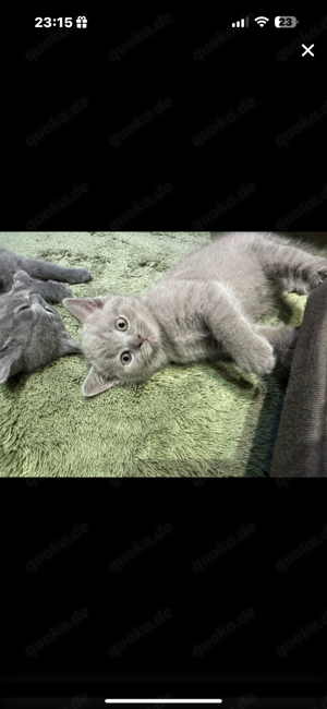 BHK Kitten reinrassig Blue & Lilac Bild 3