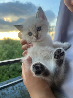 reinrassige bkh kitten (silver shaded)