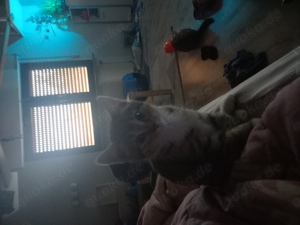 Bengal Kitten ab sofort... Bild 1