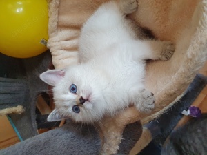 BKH Kitten in Point Silber shaded  Creme  blaue Augen  Bild 4