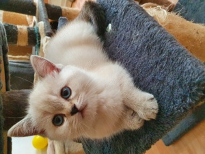 BKH Kitten in Point Silber shaded  Creme  blaue Augen  Bild 7