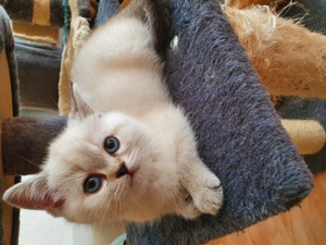 BKH Kitten in Point Silber shaded  Creme  blaue Augen  Bild 2