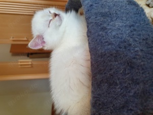 BKH Kitten in Point Silber shaded  Creme  blaue Augen  Bild 5