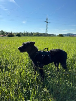 Suzy *in 82515 Wolfratshausen* lebendiges Hundemädchen, ca. 3 Jahre, ca. 43 cm, ca. 8 kg