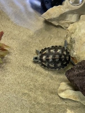 Wasserschildkröte  Chinesische Streifenschildkröte  in gute Hände abzugeben Bild 2