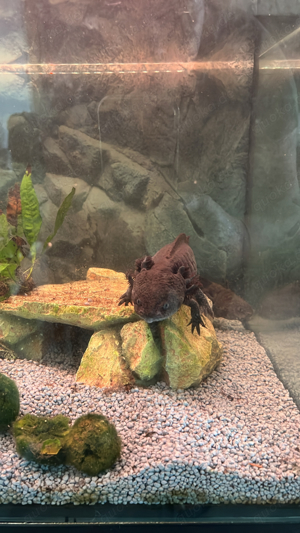 Axolotl suchen neues Zuhaise Bild 5