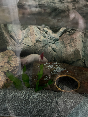 Axolotl suchen neues Zuhaise Bild 3