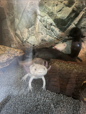 Axolotl suchen neues Zuhaise Bild 2