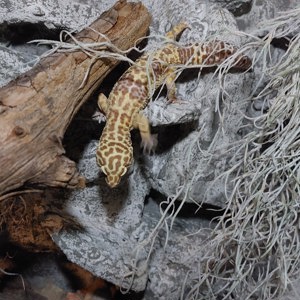 Leopardgeckos (Eublepharis macularius) Bild 1