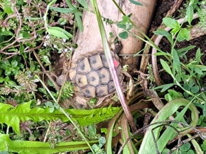 Dalmatinische Landschildkröte - Testudo hermanni hercegovinensis