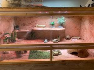 Verkaufe Leopardengeckos mit Terrarium