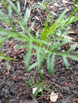 12 Cosmea Pflanzen einjärig Bild 1