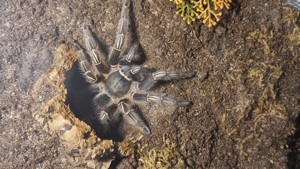 Aphonopelma seemanni 0.1 abzugeben