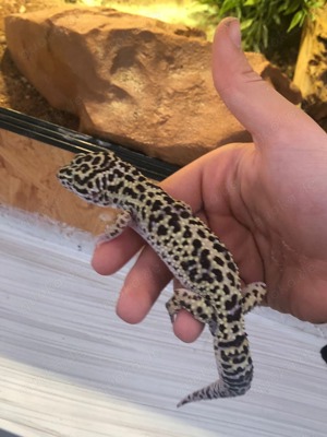 In Schöne Leopard Gecko Dame mit tollen großem Terrarium günstig abzugeben Bild 3