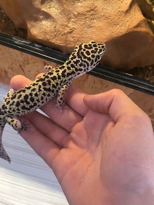 In Schöne Leopard Gecko Dame mit tollen großem Terrarium günstig abzugeben Bild 5