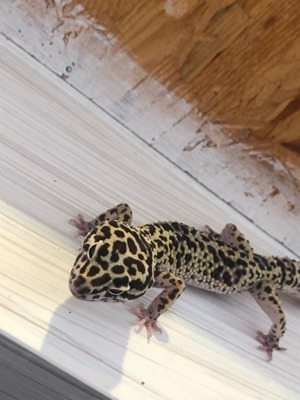 In Schöne Leopard Gecko Dame mit tollen großem Terrarium günstig abzugeben Bild 2