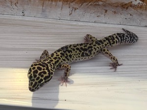 In Schöne Leopard Gecko Dame mit tollen großem Terrarium günstig abzugeben Bild 1