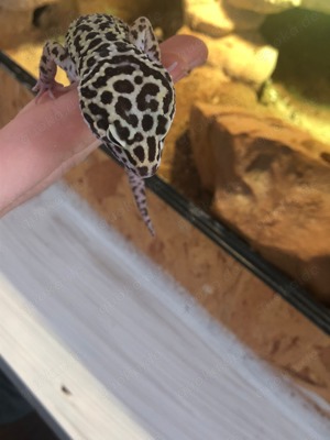 In Schöne Leopard Gecko Dame mit tollen großem Terrarium günstig abzugeben Bild 4