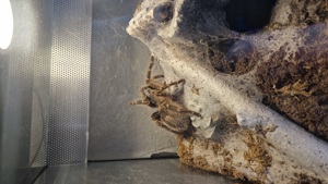 Grammostola pulchripes 0.1 abzugeben 