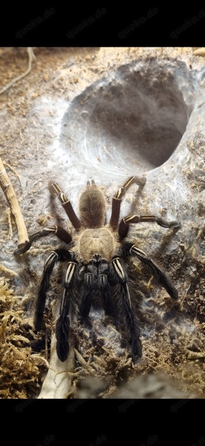 Ephebopus murinus 0.1 abzugeben