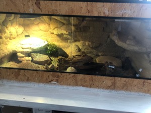 In Schöne Leopard Gecko Dame mit tollen großem Terrarium günstig abzugeben Bild 7